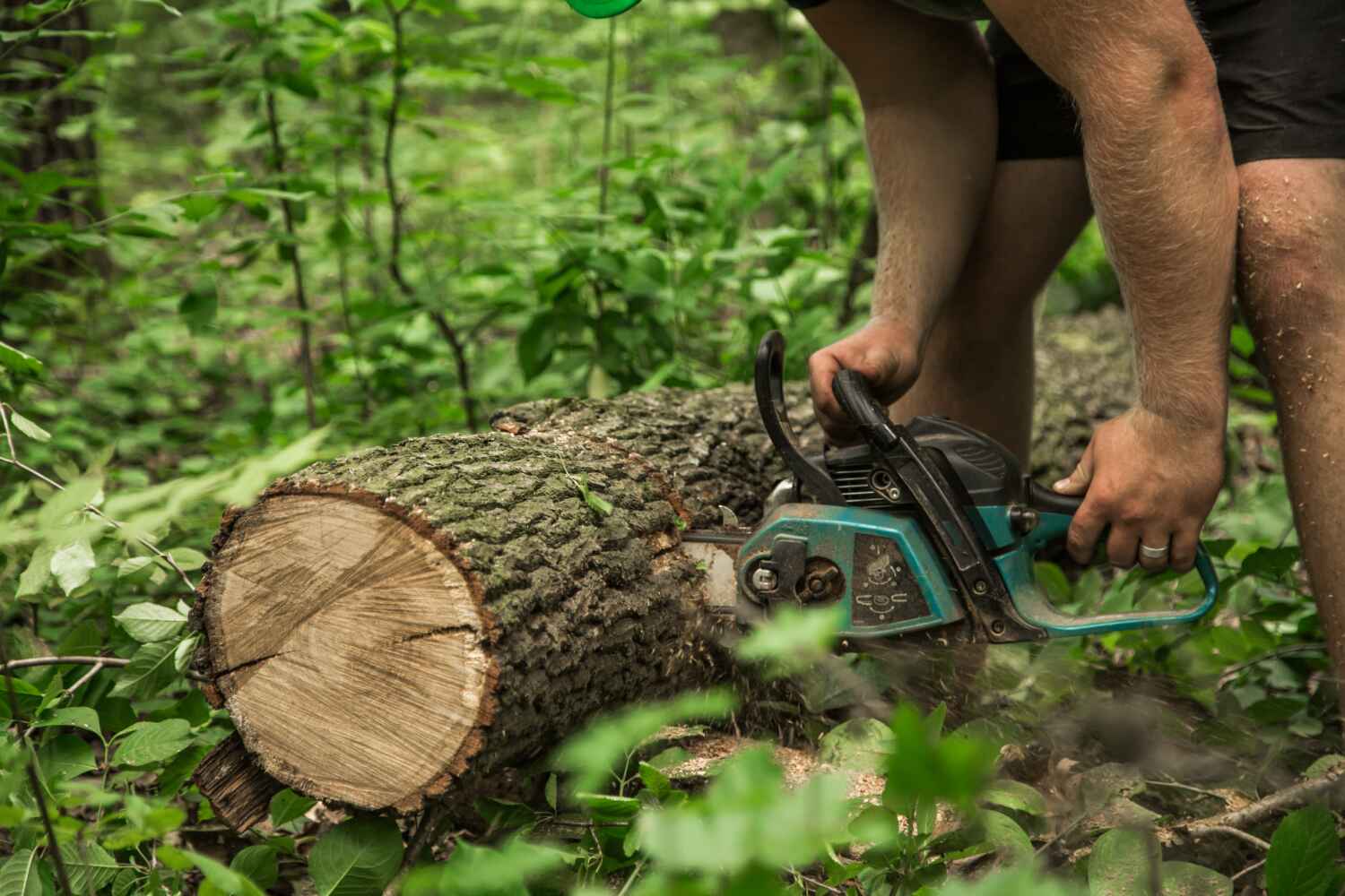 Best Tree Trimming Near Me  in USA